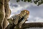 Photographic Safaris